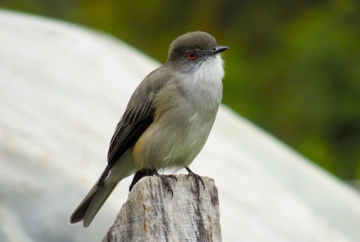 Humedal hualve de Maihue con avifauna nativa en la Cuenca del Lago Ranco