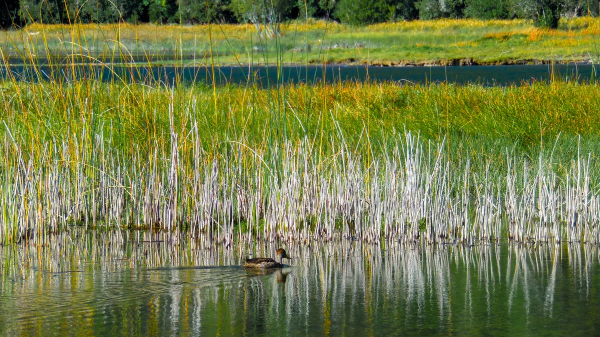 Avistamiento de Aves en Lago Ranco