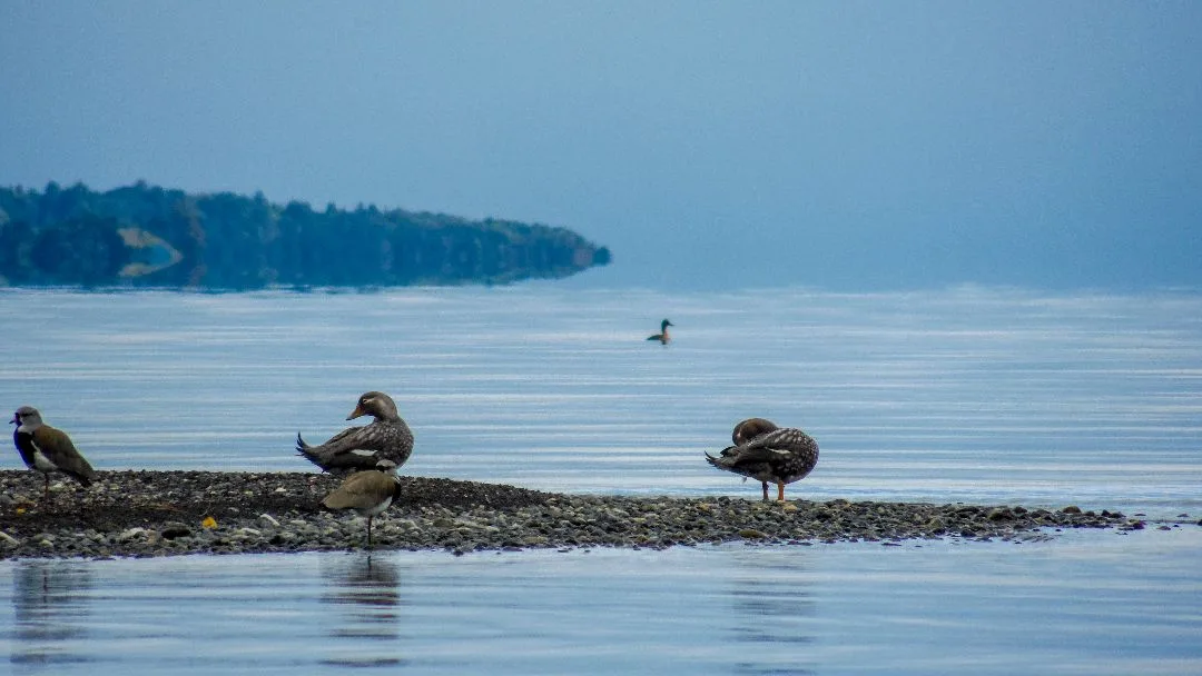 Amanecer sobre el Lago Ranco con horizonte dorado
